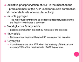  oxidative phosphorylation of ADP in the mitochondria- produced most of the ATP used for muscle contraction at moderate levels of muscular activity muscle glycogenThe major fuel contributing to oxidative phosphorylation during the first 5 – 10 minutes o exerciseBlood glucose & fatty acidsBecome dominant in the next 30 minutes of the exercise fatty acidsBecome more important beyond 30 minutes of the exerciseGlycolysisContributes to the total ATP when the intensity of the exercise exceeds 70% of the maximal rate of ATP breakdown