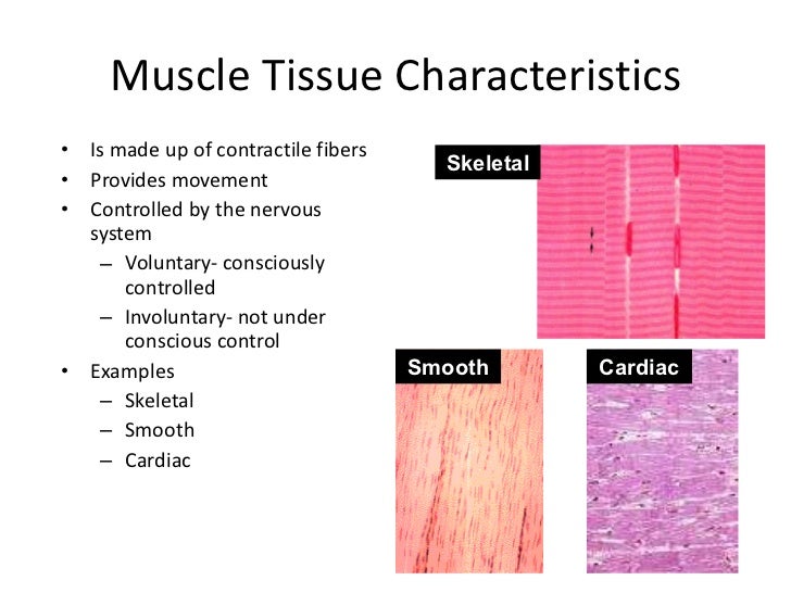 Muscle by Ms. Agapito