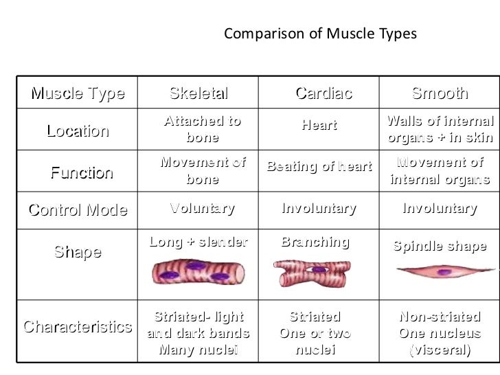 Muscle by Ms. Agapito