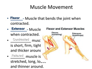 Movement In Muscular System Muscle | PPT