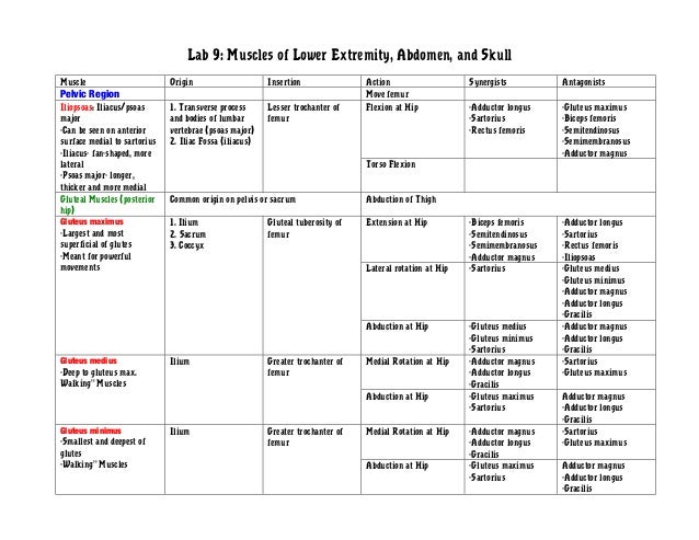 Muscle Action Chart