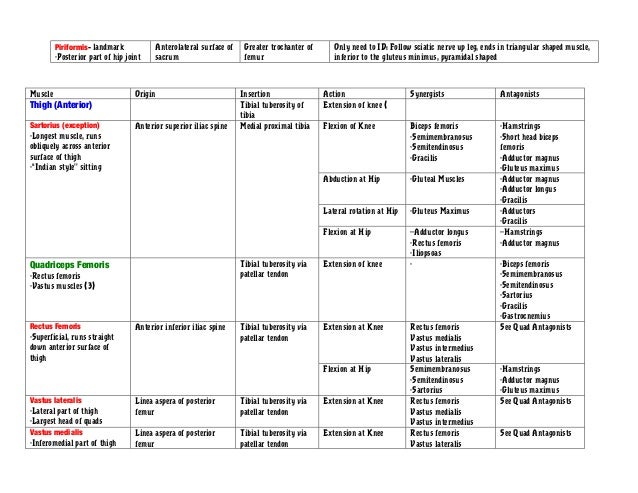 Muscle Action Chart