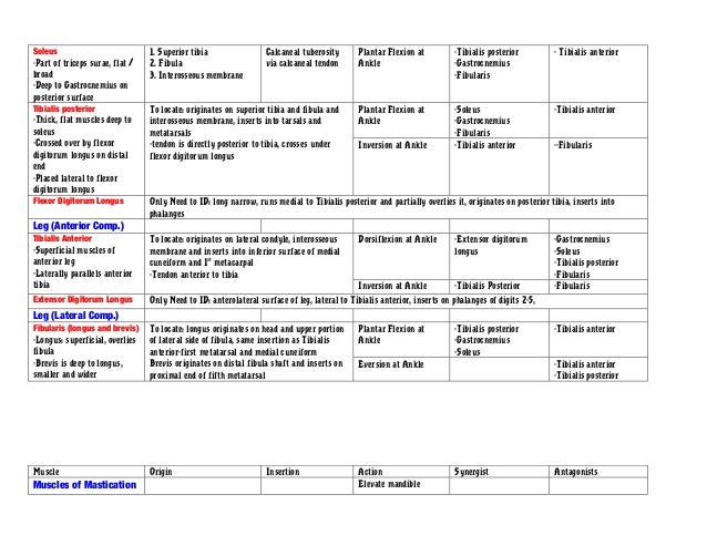 Muscle chart anatomy