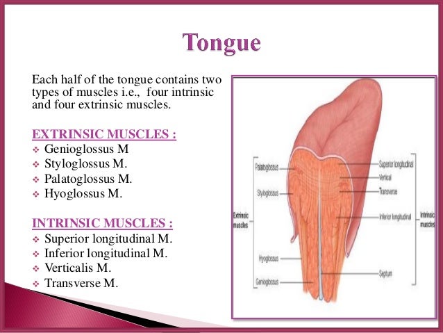 Muscle - Dr Sanjana ravindra