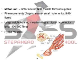 Small Motor Unit Example muscle-160227130405.pptx