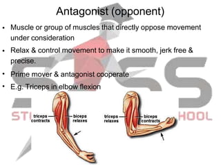 Antagonist (opponent)
• Muscle or group of muscles that directly oppose movement
under consideration
Relax & control movement to make it smooth, jerk free &
precise.
Prime mover & antagonist cooperate
E.g. Triceps in elbow flexion
•
•
•
 