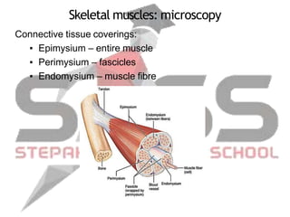 Skeletal muscles: microscopy
Connective tissue coverings:
▪ Epimysium – entire muscle
▪ Perimysium – fascicles
▪ Endomysium – muscle fibre
 