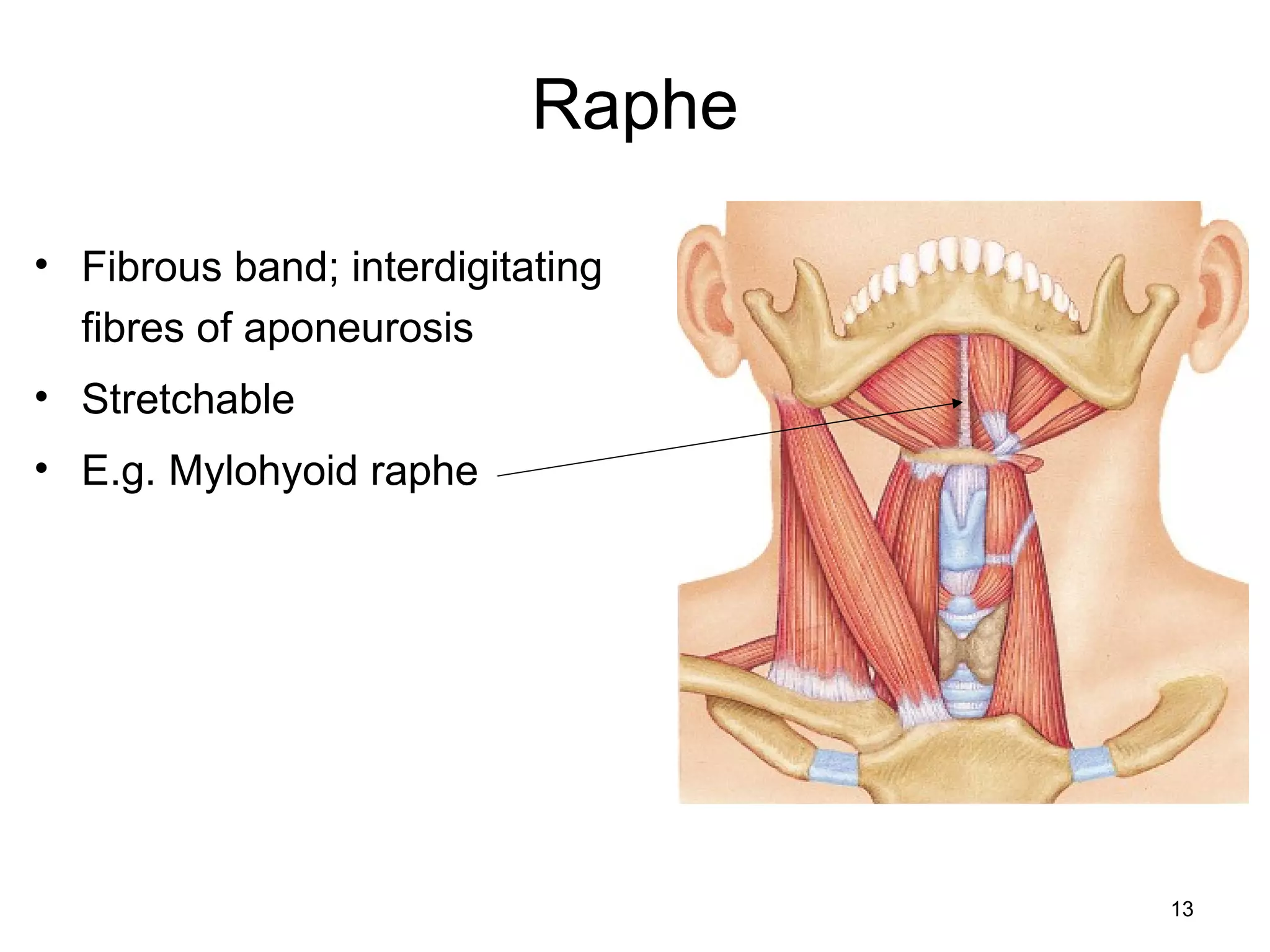 Raphe
• Fibrous band; interdigitating
fibres of aponeurosis
• Stretchable
• E.g. Mylohyoid raphe
13
MR
 