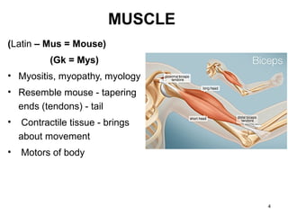 Muscle | PPT