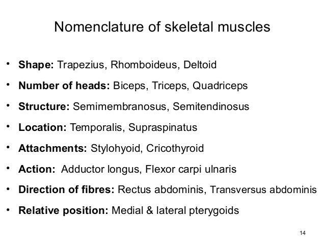 Muscle Nomenclature Chart