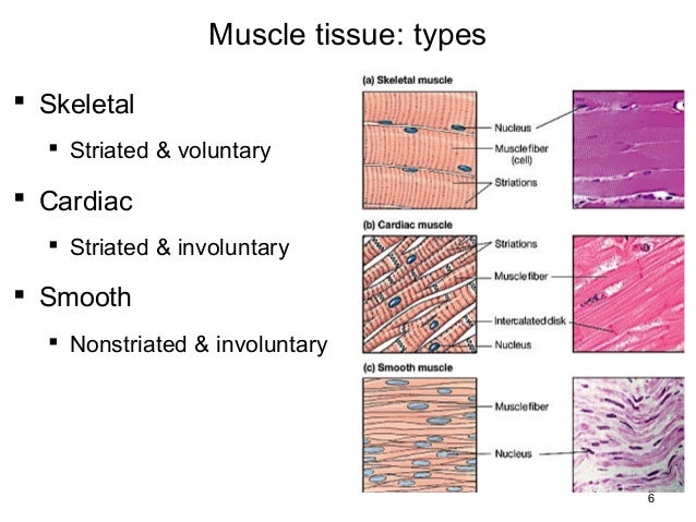 muscle