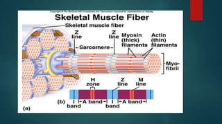 Muscle | PPTX
