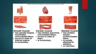 Muscle | PPTX