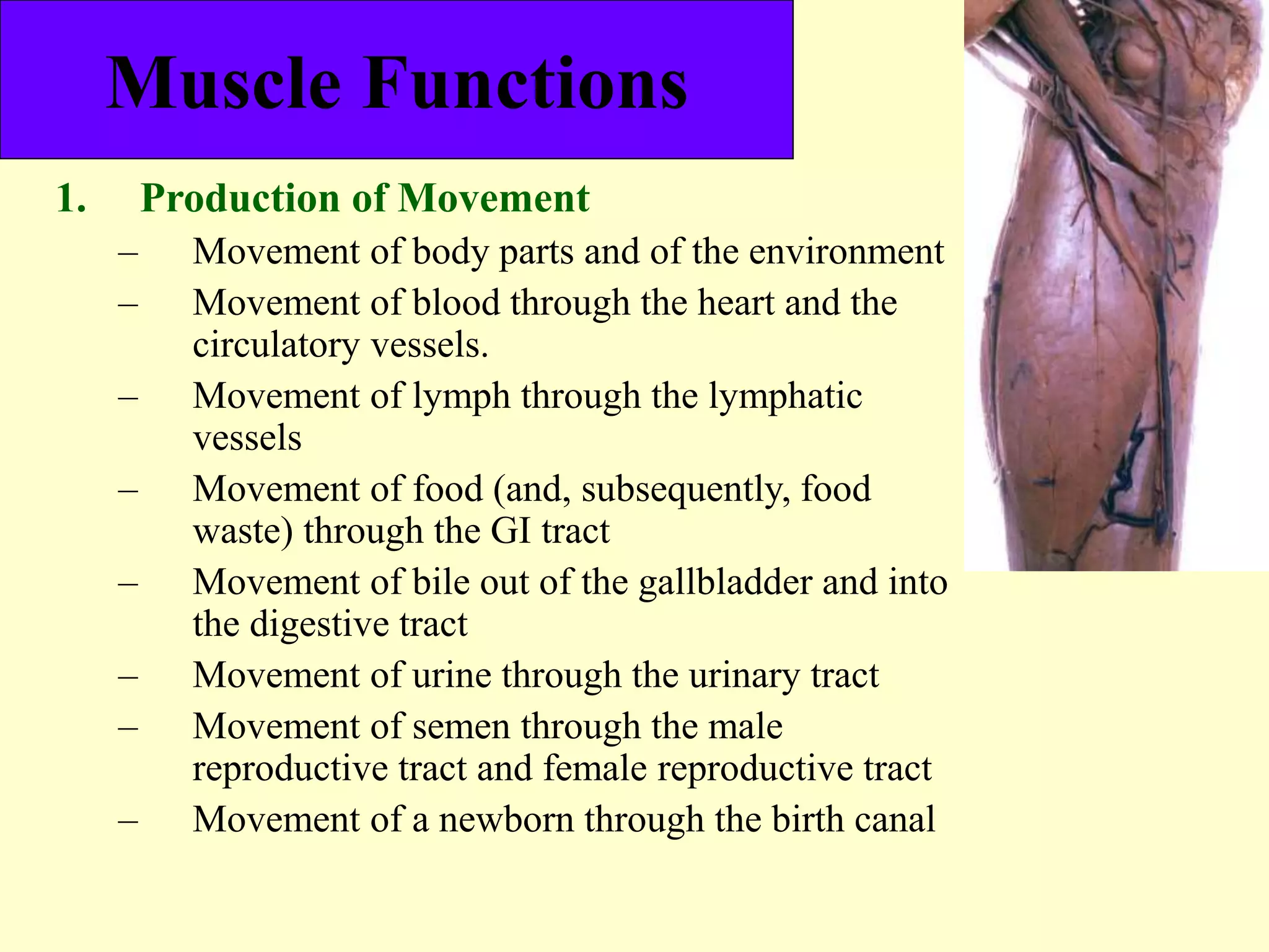 MUSCLE.ppt