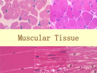 Muscular Tissue
 