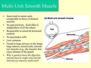 MUSCLE.ppt