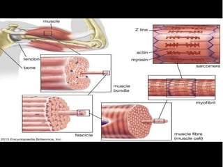 muscle.pptx