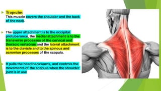  Trapezius
This muscle covers the shoulder and the back
of the neck.
 The upper attachment is to the occipital
protuberance, the medial attachment is to the
transverse processes of the cervical and
thoracic vertebrae and the lateral attachment
is to the clavicle and to the spinous and
acromion processes of the scapula.
 It pulls the head backwards, and controls the
movements of the scapula when the shoulder
joint is in use
 