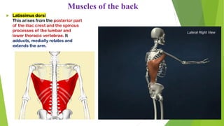  Latissimus dorsi
This arises from the posterior part
of the iliac crest and the spinous
processes of the lumbar and
lower thoracic vertebrae. It
adducts, medially rotates and
extends the arm.
Muscles of the back
 