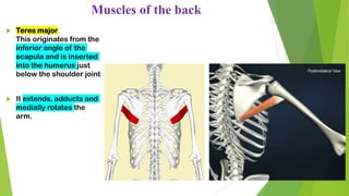 Muscles of the back
 Teres major
This originates from the
inferior angle of the
scapula and is inserted
into the humerus just
below the shoulder joint
 It extends, adducts and
medially rotates the
arm.
 