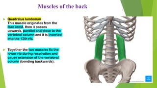 Muscles of the back
 Quadratus lumborum
This muscle originates from the
iliac crest, then it passes
upwards, parallel and close to the
vertebral column and it is inserted
into the 12th rib.
 Together the two muscles fix the
lower rib during respiration and
cause extension of the vertebral
column (bending backwards).
 