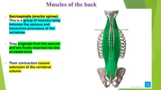 Muscles of the back
➢ Sacrospinalis (erector spinae)
This is a group of muscles lying
between the spinous and
transverse processes of the
vertebrae.
➢ They originate from the sacrum
and are finally inserted into the
occipital bone.
➢ Their contraction causes
extension of the vertebral
column.
 