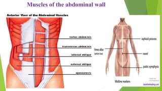 Muscles of the abdominal wall
 