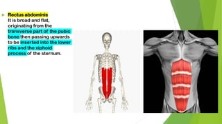  Rectus abdominis
It is broad and flat,
originating from the
transverse part of the pubic
bone then passing upwards
to be inserted into the lower
ribs and the xiphoid
process of the sternum.
 