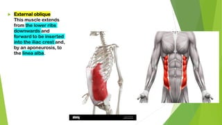  External oblique
This muscle extends
from the lower ribs
downwards and
forward to be inserted
into the iliac crest and,
by an aponeurosis, to
the linea alba.
 