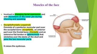 Muscles of the face
 Involved in changing facial expression and
with movement of the lower jaw during
chewing and speaking
 Occipitofrontalis (unpaired)
Consists of a posterior muscular part over
the occipital bone (occipitalis), an anterior
part over the frontal bone (frontalis) and an
extensive flat tendon or aponeurosis that
stretches over the dome of the skull and
joins the two muscular parts.
 It raises the eyebrows.
 