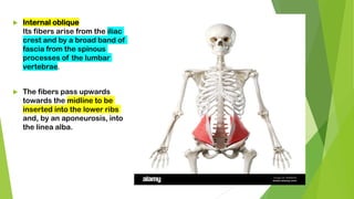  Internal oblique
Its fibers arise from the iliac
crest and by a broad band of
fascia from the spinous
processes of the lumbar
vertebrae.
 The fibers pass upwards
towards the midline to be
inserted into the lower ribs
and, by an aponeurosis, into
the linea alba.
 