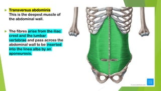  Transversus abdominis
This is the deepest muscle of
the abdominal wall.
 The fibres arise from the iliac
crest and the lumbar
vertebrae and pass across the
abdominal wall to be inserted
into the linea alba by an
aponeurosis.
 