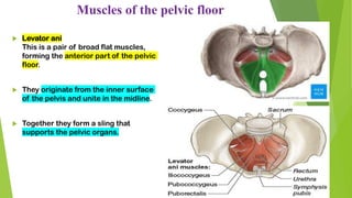 Muscles of the pelvic floor
 Levator ani
This is a pair of broad flat muscles,
forming the anterior part of the pelvic
floor.
 They originate from the inner surface
of the pelvis and unite in the midline.
 Together they form a sling that
supports the pelvic organs.
 