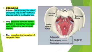  Coccygeus
This is a paired triangular sheet
of muscle and tendinous fibres
situated behind the levator ani.
 They originate from the medial
surface of the ischium and are
inserted into the sacrum and
coccyx.
 They complete the formation of
the pelvic floor
 