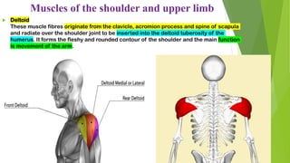 Muscles of the shoulder and upper limb
 Deltoid
These muscle fibres originate from the clavicle, acromion process and spine of scapula
and radiate over the shoulder joint to be inserted into the deltoid tuberosity of the
humerus. It forms the fleshy and rounded contour of the shoulder and the main function
is movement of the arm.
 
