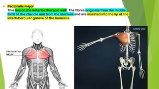 Pectoralis major
This lies on the anterior thoracic wall. The fibres originate from the middle
third of the clavicle and from the sternum and are inserted into the lip of the
intertubercular groove of the humerus.
 
