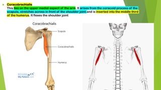  Coracobrachialis
This lies on the upper medial aspect of the arm. It arises from the coracoid process of the
scapula, stretches across in front of the shoulder joint and is inserted into the middle third
of the humerus. It flexes the shoulder joint
 