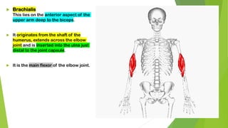  Brachialis
This lies on the anterior aspect of the
upper arm deep to the biceps.
 It originates from the shaft of the
humerus, extends across the elbow
joint and is inserted into the ulna just
distal to the joint capsule.
 It is the main flexor of the elbow joint.
 