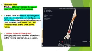  Pronator teres
This lies obliquely across the upper
third of the front of the forearm.
 It arises from the medial epicondyle of
the humerus and the coronoid process
of the ulna and passes obliquely across
the forearm to be inserted into the
lateral surface of the shaft of the
radius.
 It rotates the radioulnar joints,
changing the hand from the anatomical
to the writing position, i.e. pronation.
 