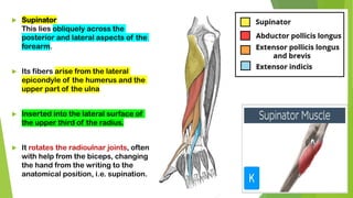  Supinator
This lies obliquely across the
posterior and lateral aspects of the
forearm.
 Its fibers arise from the lateral
epicondyle of the humerus and the
upper part of the ulna
 Inserted into the lateral surface of
the upper third of the radius.
 It rotates the radioulnar joints, often
with help from the biceps, changing
the hand from the writing to the
anatomical position, i.e. supination.
 