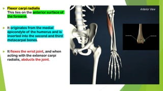  Flexor carpi radialis
This lies on the anterior surface of
the forearm.
 It originates from the medial
epicondyle of the humerus and is
inserted into the second and third
metacarpal bones.
 It flexes the wrist joint, and when
acting with the extensor carpi
radialis, abducts the joint.
 