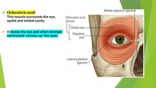 Orbicularis oculi
This muscle surrounds the eye,
eyelid and orbital cavity.
 It closes the eye and when strongly
contracted ‘screws up’ the eyes.
 
