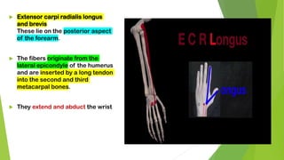  Extensor carpi radialis longus
and brevis
These lie on the posterior aspect
of the forearm.
 The fibers originate from the
lateral epicondyle of the humerus
and are inserted by a long tendon
into the second and third
metacarpal bones.
 They extend and abduct the wrist
 