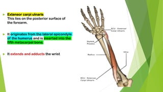  Extensor carpi ulnaris
This lies on the posterior surface of
the forearm.
 It originates from the lateral epicondyle
of the humerus and is inserted into the
fifth metacarpal bone.
 It extends and adducts the wrist
 