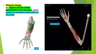  Palmaris longus
Its origin is on the medial
epicondyle of the humerus, and it
inserts on tendons on the palm of
the hand
 