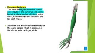  Extensor digitorum
This muscle originates on the lateral
epicondyle of the humerus and spans
both the elbow and wrist joints; in the
wrist, it divides into four tendons, one
for each finger.
 Action of this muscle can extend any of
the joints across which it passes, i.e.
the elbow, wrist or finger joints.
 