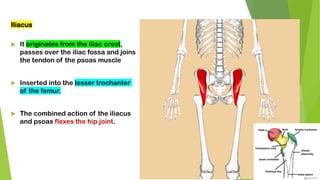Iliacus
 It originates from the iliac crest,
passes over the iliac fossa and joins
the tendon of the psoas muscle
 Inserted into the lesser trochanter
of the femur.
 The combined action of the iliacus
and psoas flexes the hip joint.
 