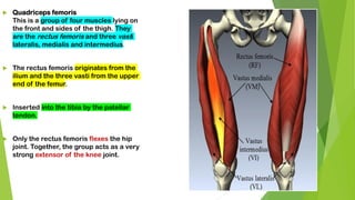  Quadriceps femoris
This is a group of four muscles lying on
the front and sides of the thigh. They
are the rectus femoris and three vasti
lateralis, medialis and intermedius.
 The rectus femoris originates from the
ilium and the three vasti from the upper
end of the femur.
 Inserted into the tibia by the patellar
tendon.
 Only the rectus femoris flexes the hip
joint. Together, the group acts as a very
strong extensor of the knee joint.
 