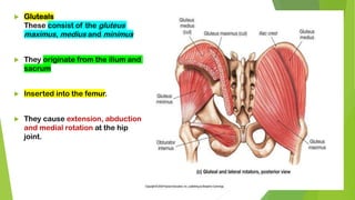  Gluteals
These consist of the gluteus
maximus, medius and minimus
 They originate from the ilium and
sacrum
 Inserted into the femur.
 They cause extension, abduction
and medial rotation at the hip
joint.
 