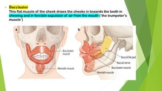 ➢ Buccinator
This flat muscle of the cheek draws the cheeks in towards the teeth in
chewing and in forcible expulsion of air from the mouth (‘the trumpeter’s
muscle’)
 